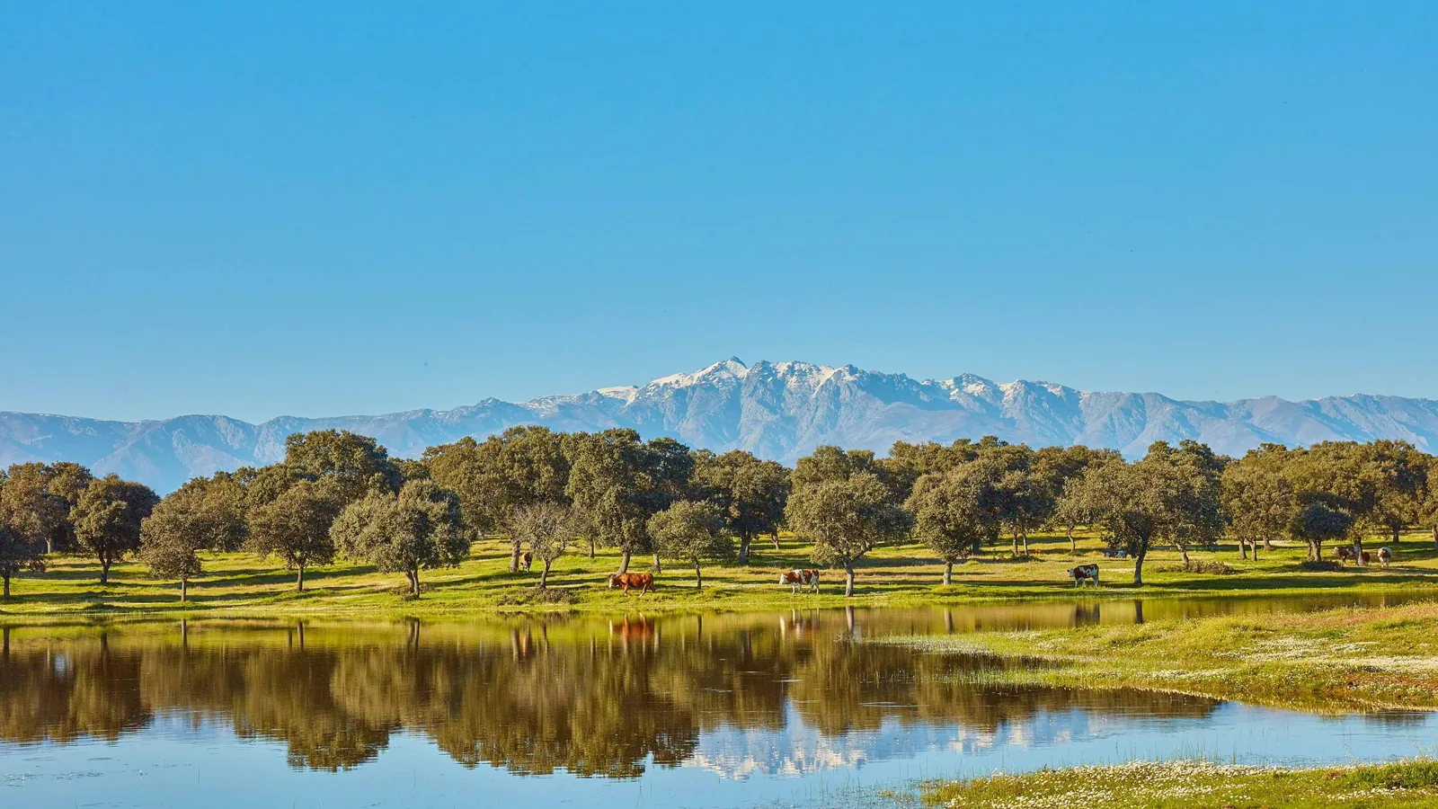 Cattle grazing on pasture in front of a mountain range