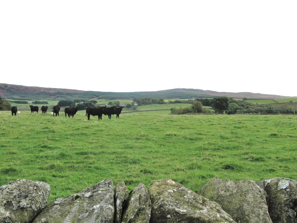 Ganado Aberdeen Angus en una pradera de Kirkmabreck, Escocia.