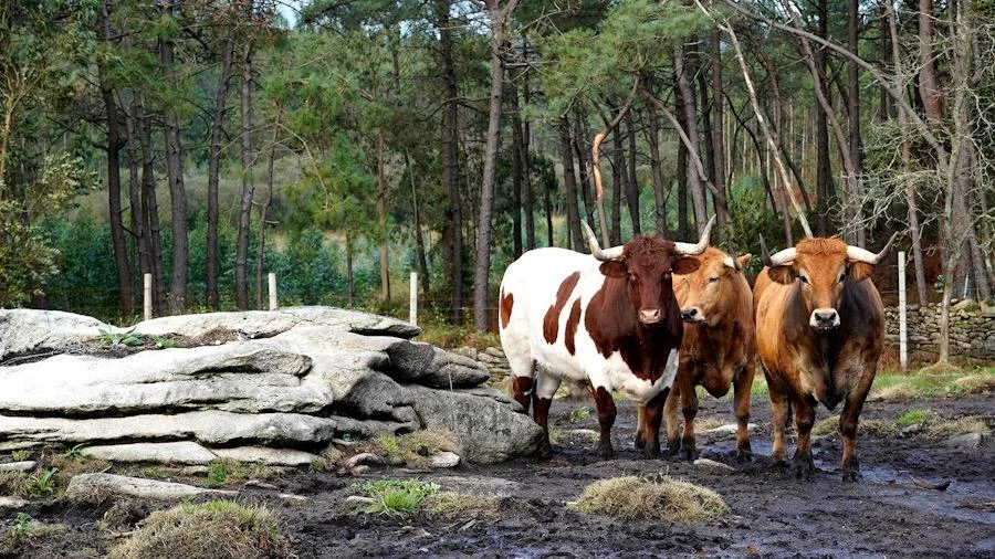 Tres animales de vacuno con capas diferentes junto a piedras y árboles en Fisterra Bovine World.