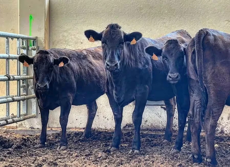 Ganado del proyecto Ushido en sus instalaciones de La Rioja, fotografiado por Discarlux.