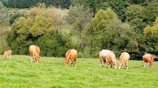 Vacas pastando en una pradera verde junto a un bosque