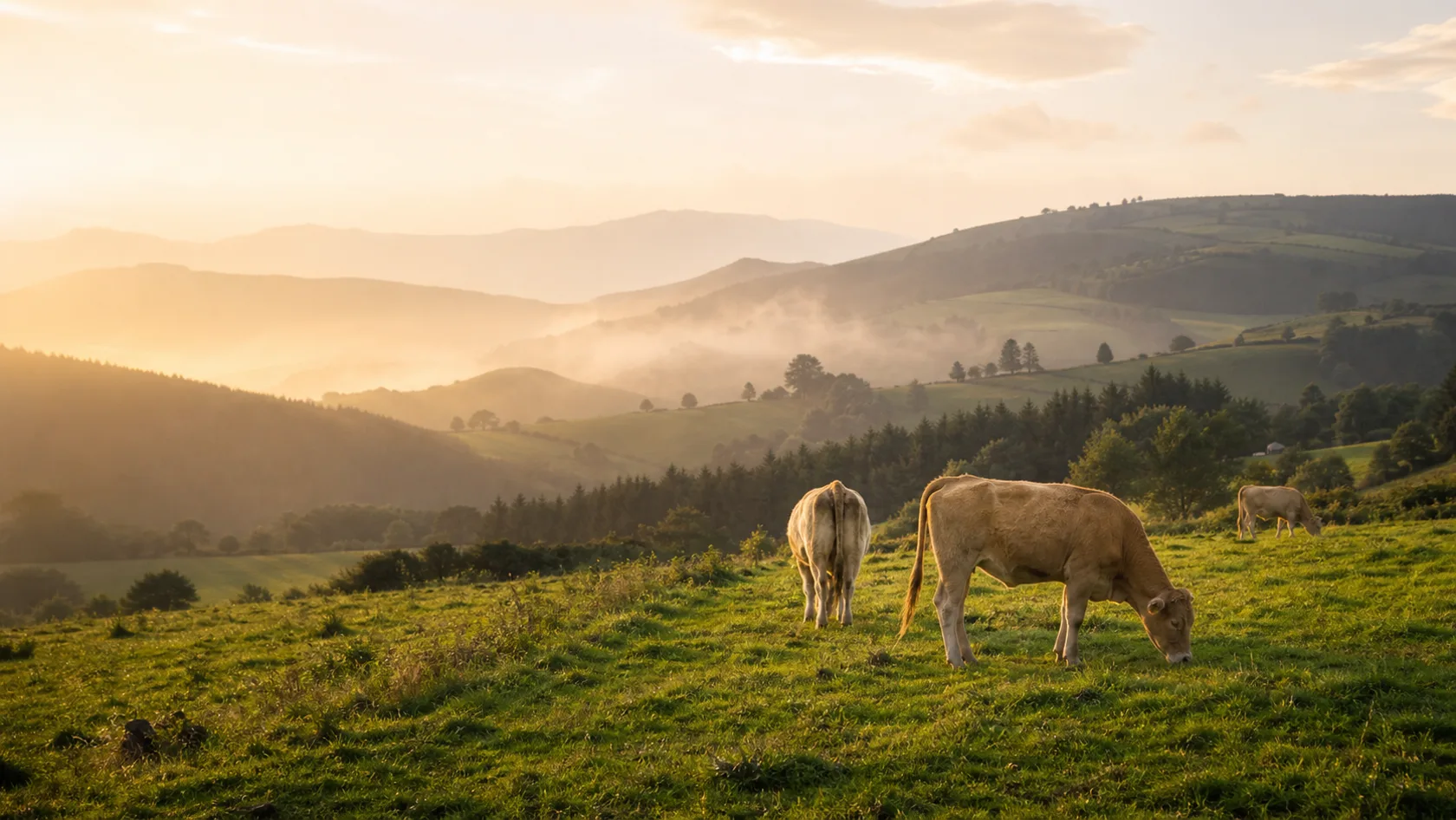 Vacuno pastando en paisaje del norte para hablar de origen y edad